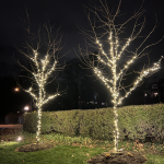 holiday-lights-on-landscape